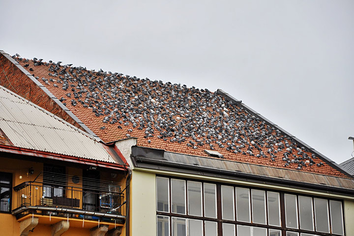 A2B Pest Control are able to install spikes to deter birds from roofs in Wednesbury. 