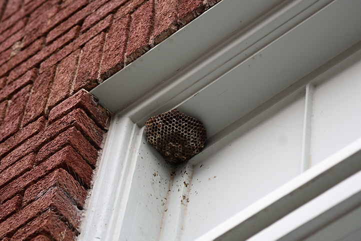 We provide a wasp nest removal service for domestic and commercial properties in Wednesbury.